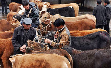 養(yǎng)牛知識：基礎(chǔ)母牛冬季管理技術(shù)要點介紹